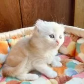 アメリカンカール【東京都・男の子・2025年10月23日・クリームタビー&ホワイト】の写真6