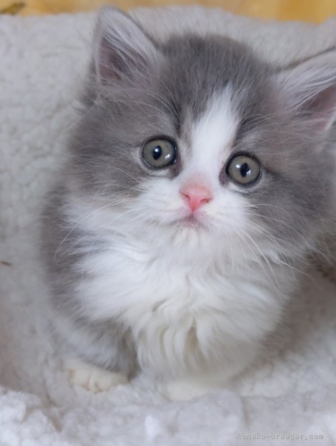 長谷部ユウブリーダー