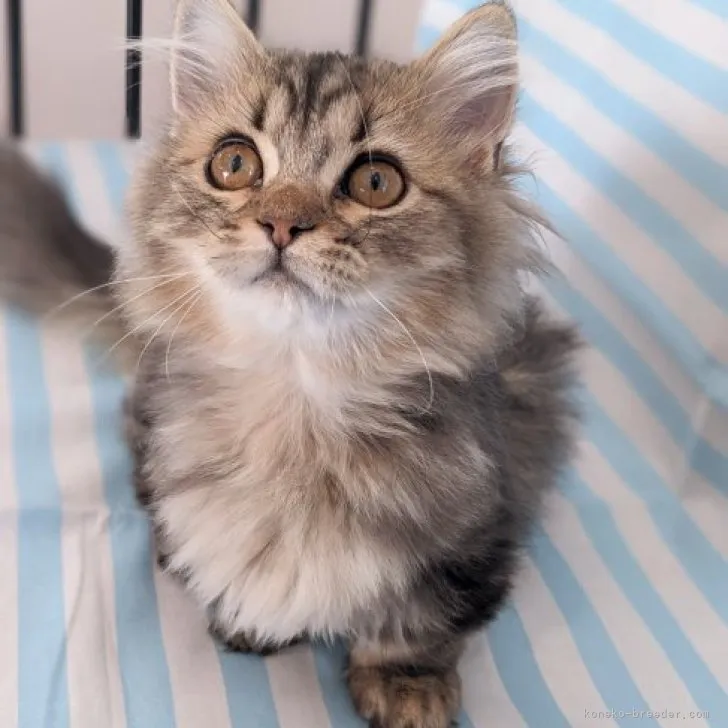 ID:2310-00252の子猫