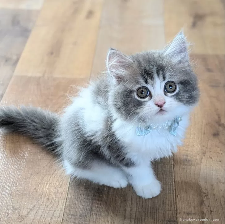ID:2408-00533の子猫