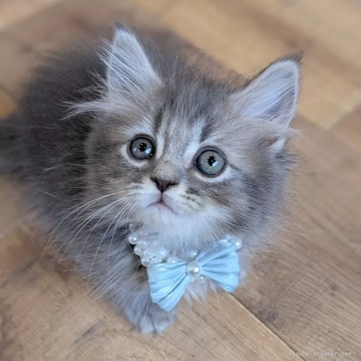 ID:2406-03359の子猫
