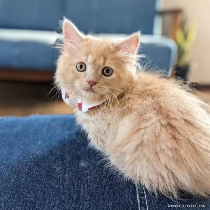 ID：2406-00507の子猫