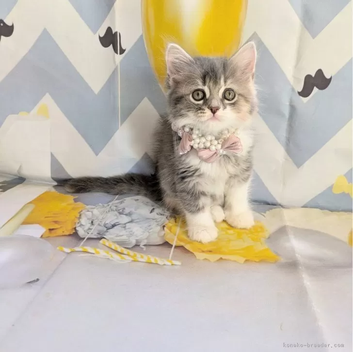 ID:2408-01737の子猫