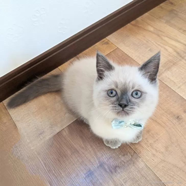 ID:2402-00498の子猫