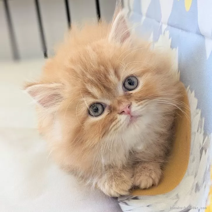 ID:2405-02089の子猫
