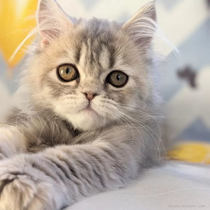 ID：2312-00425の子猫
