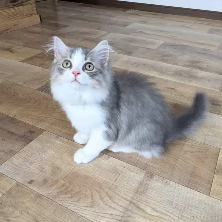 ID:2404-02643の子猫