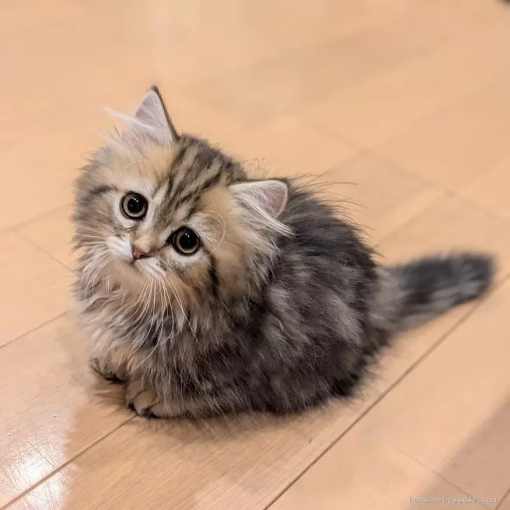 T.T 様のお迎えした子猫