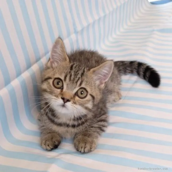 ID：2304-03146の子猫