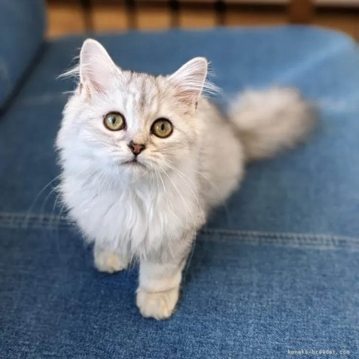 ID：2310-02911の子猫