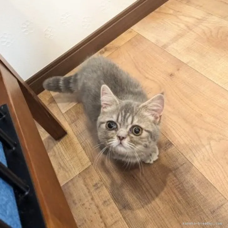 ID:2307-03140の子猫
