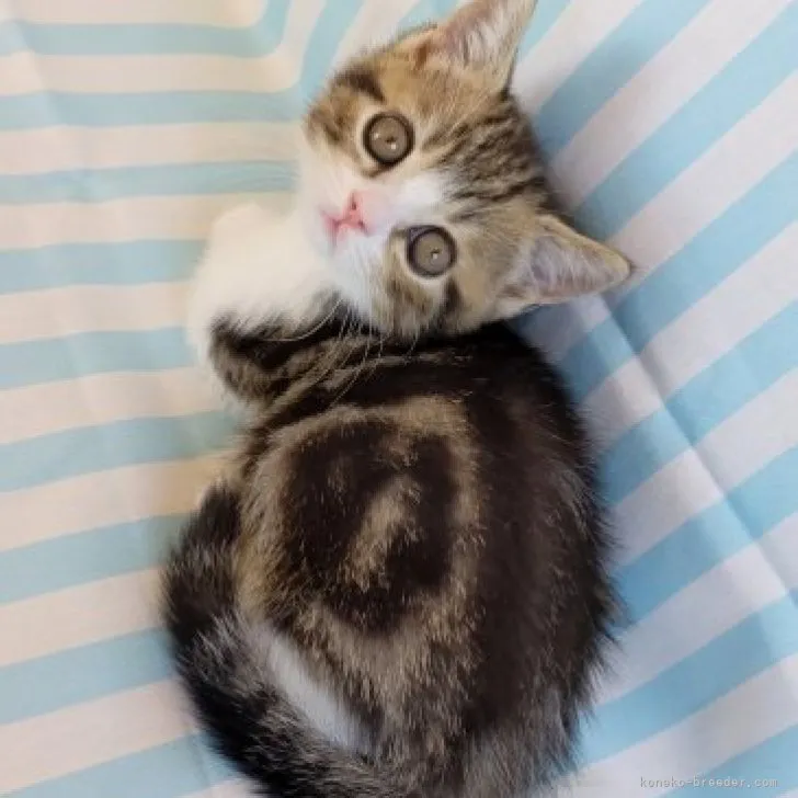 ミヌエット(短足)【埼玉県・男の子・2023年3月3日・ブラウンタビーホワイト】の写真1「4/27撮影♪」