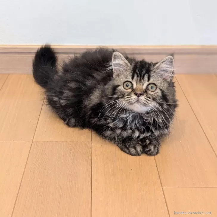 ID：2405-02869の子猫