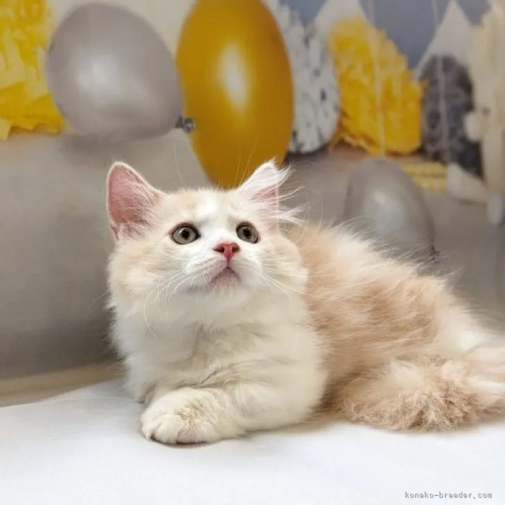 ID:2307-01148の子猫