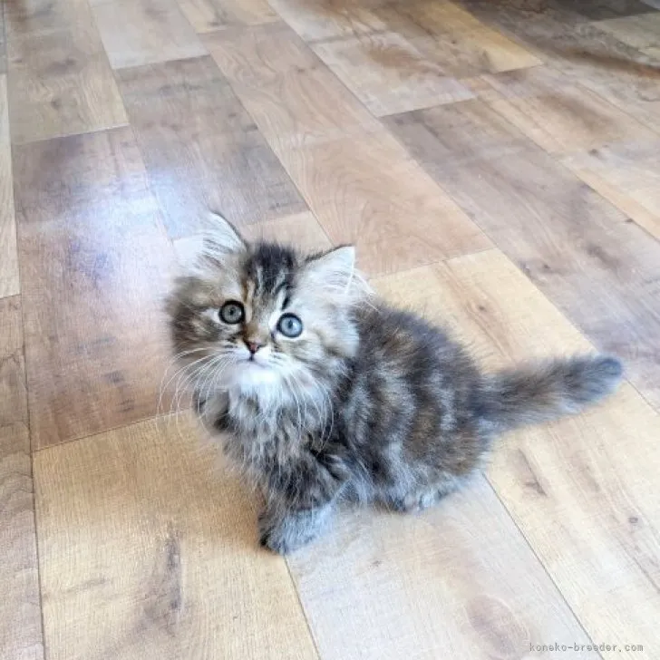 ID：2307-02003の子猫