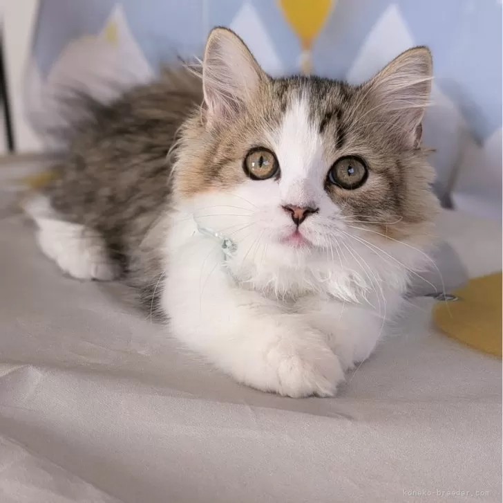 ID：2409-01753の子猫