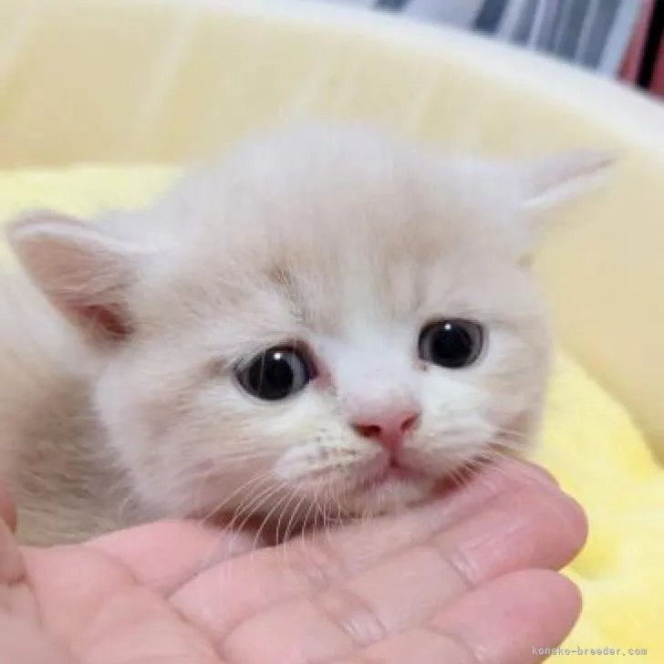 ID：2211-00368の子猫
