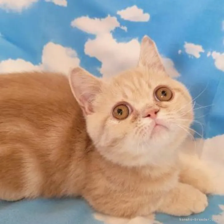 ID：2211-00379の子猫