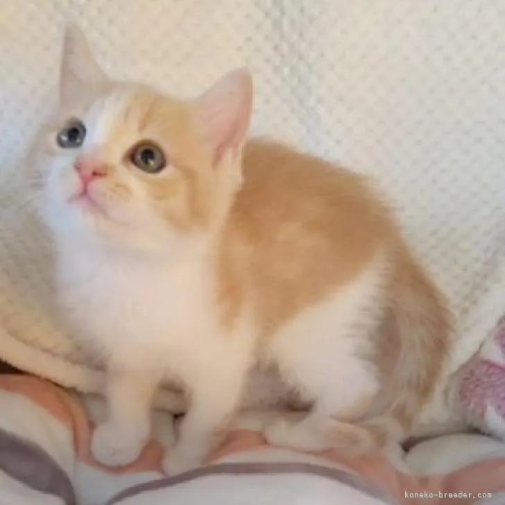 ID:2212-02070の子猫