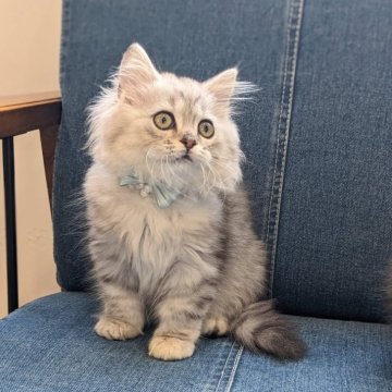 ミヌエット【埼玉県・男の子・2024年1月26日・シルバータビー（セミロング）】の写真「並足♡お目々パッチリほわほわの男の子」