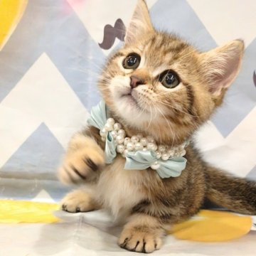 ミヌエット【埼玉県・男の子・2024年8月28日・ブラウンタビー（ショート）】の写真「短足♡パッチリお目めの優しい男の子💕」
