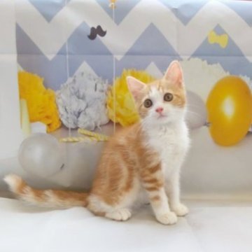 マンチカン(長足)【埼玉県・男の子・2023年4月4日・レッドホワイト】の写真「体重1.5kg♡Babyフェイスな男の子♡」