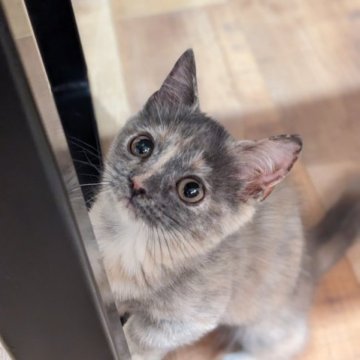マンチカン(短足)【埼玉県・女の子・2023年5月8日・ブルークリーム】の写真「短足●珍しいお色の控えめな女の子♡」