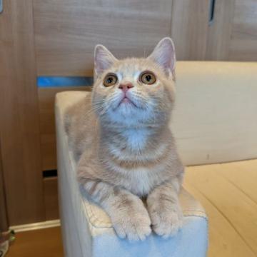 ミヌエット(長足)【埼玉県・男の子・2022年7月9日・クリームタビー】の写真「お目々パッチリな可愛い男の子♡」