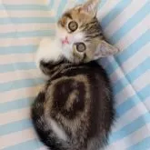 ミヌエット(短足)【埼玉県・男の子・2023年3月3日・ブラウンタビーホワイト】の写真1「4/27撮影♪」