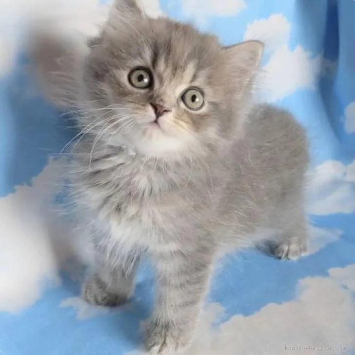 ID:2208-01162の子猫