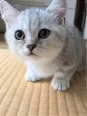 ミヌエット(短足)【埼玉県・男の子・2024年8月9日・シルバータビー】の写真2