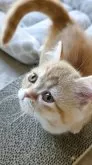 ミヌエット(短足)【埼玉県・女の子・2025年2月12日・レッドタビー】の写真10