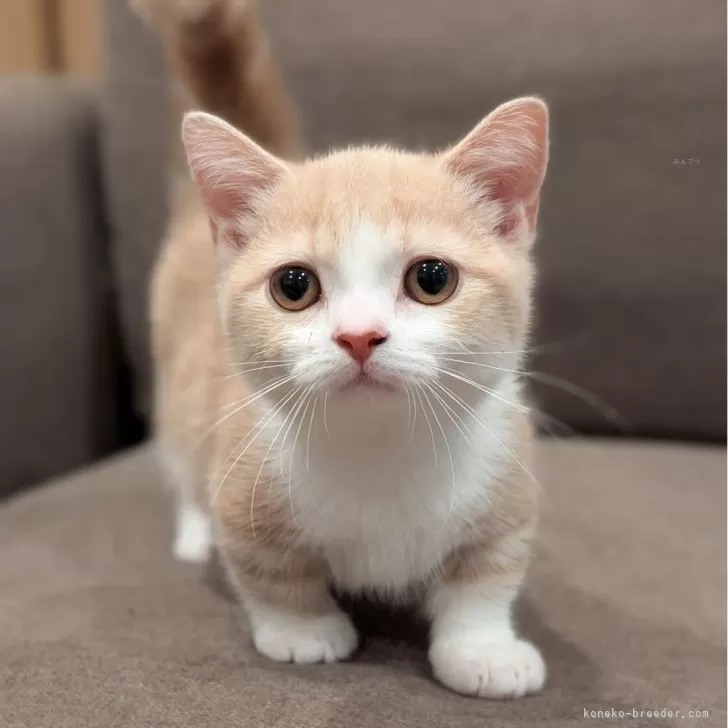 S 様のお迎えした子猫