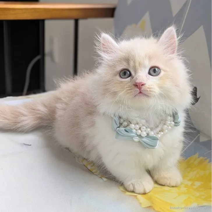 はる 様のお迎えした子猫