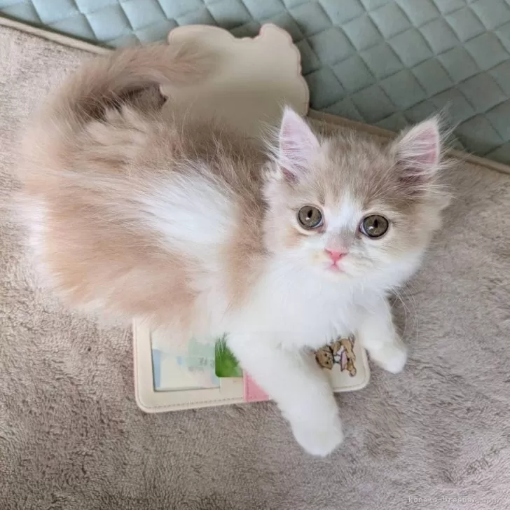 ID:2504-03256の子猫