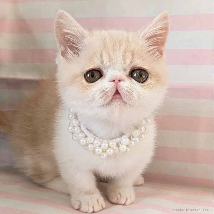 ID：2502-00348の子猫