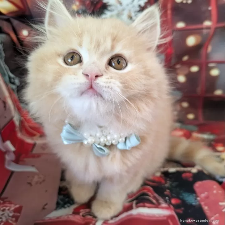 ID：2412-01745の子猫