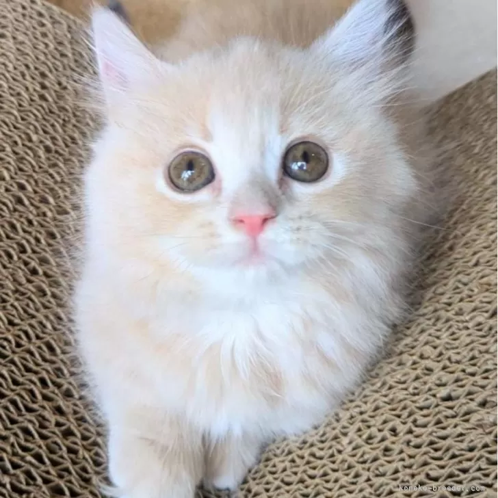 ID：2508-00612の子猫