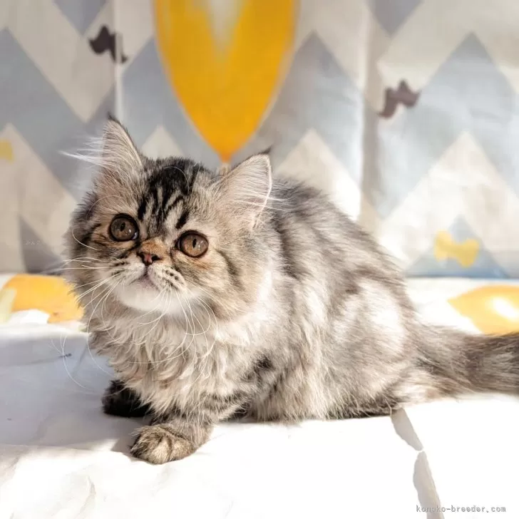 J.P 様のお迎えした子猫