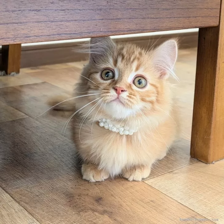 ID：2412-00905の子猫