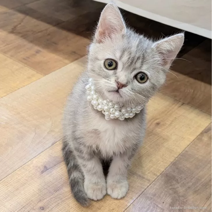 ID:2503-00961の子猫