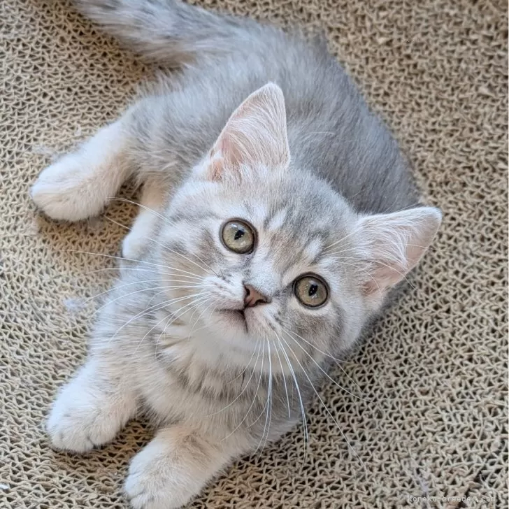 ID:2506-03304の子猫