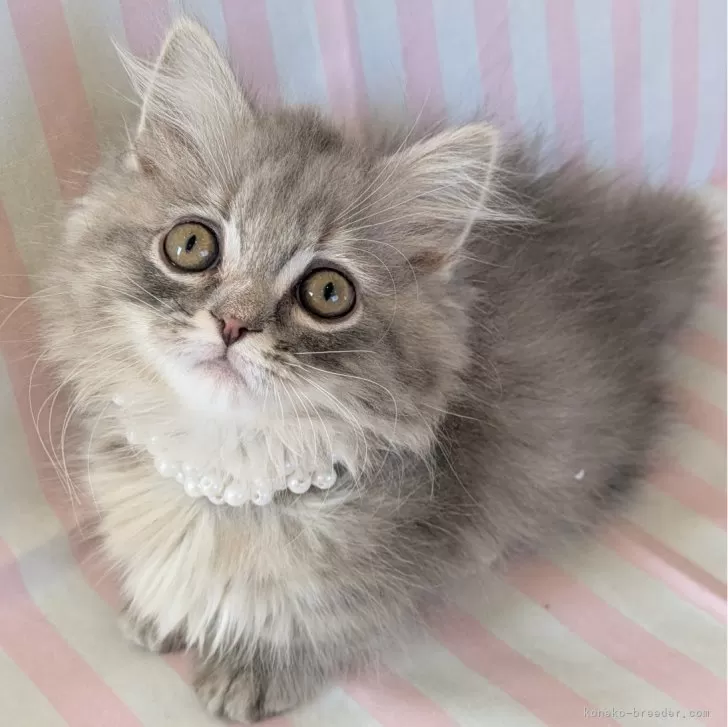 ID:2501-00745の子猫