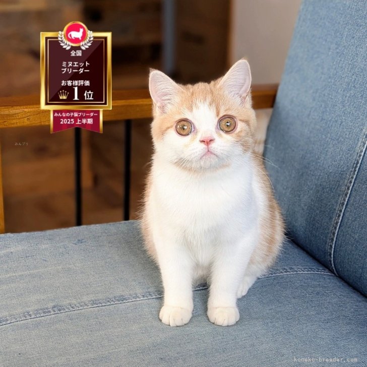 ブリーダー画像