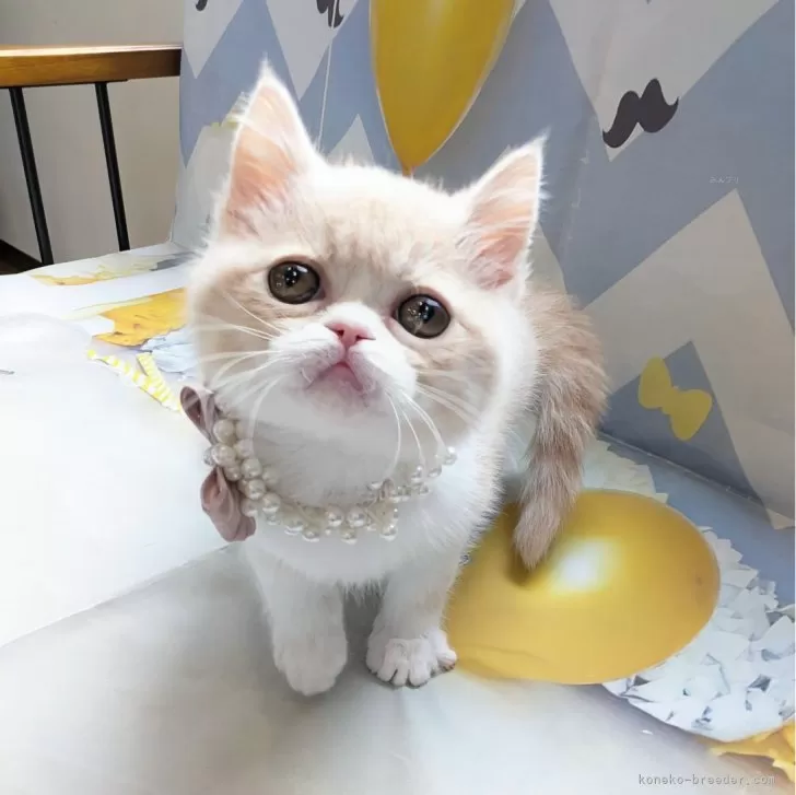 ID：2502-00343の子猫