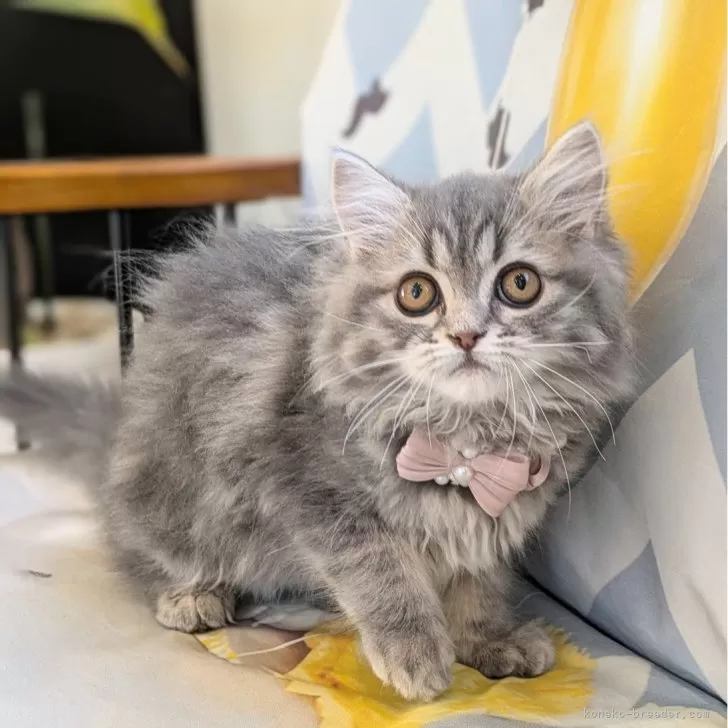 ID：2501-00766の子猫