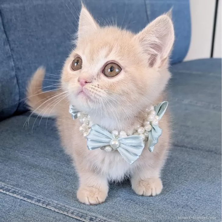 ルミ 様のお迎えした子猫