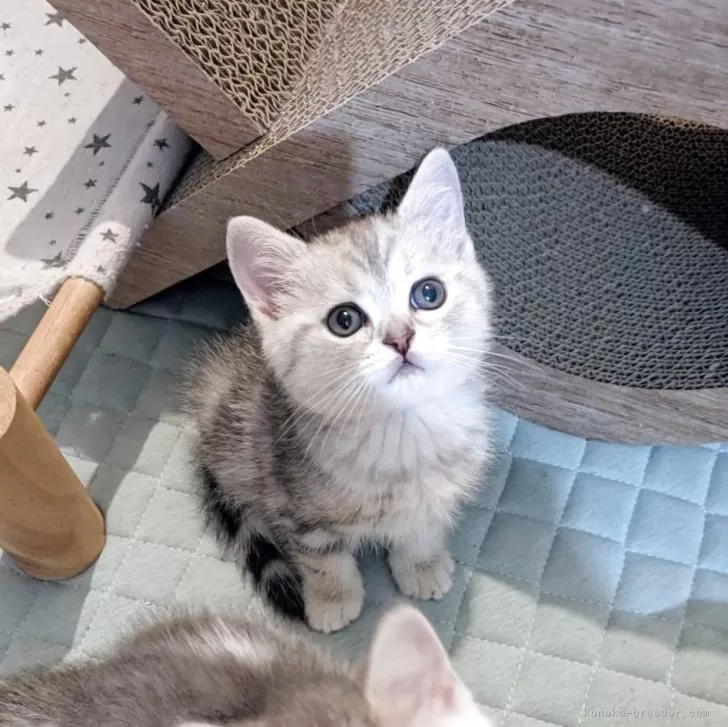 ID：2506-03307の子猫