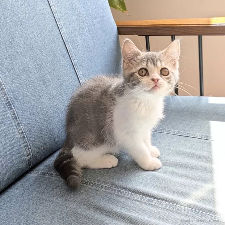 ID:2504-03374の子猫