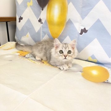 ミヌエット(短足)【埼玉県・男の子・2025年1月17日・シルバータビー（セミロング）】の写真「短足♡大きなお目々のほわほわ甘えっ子小柄な男の子」